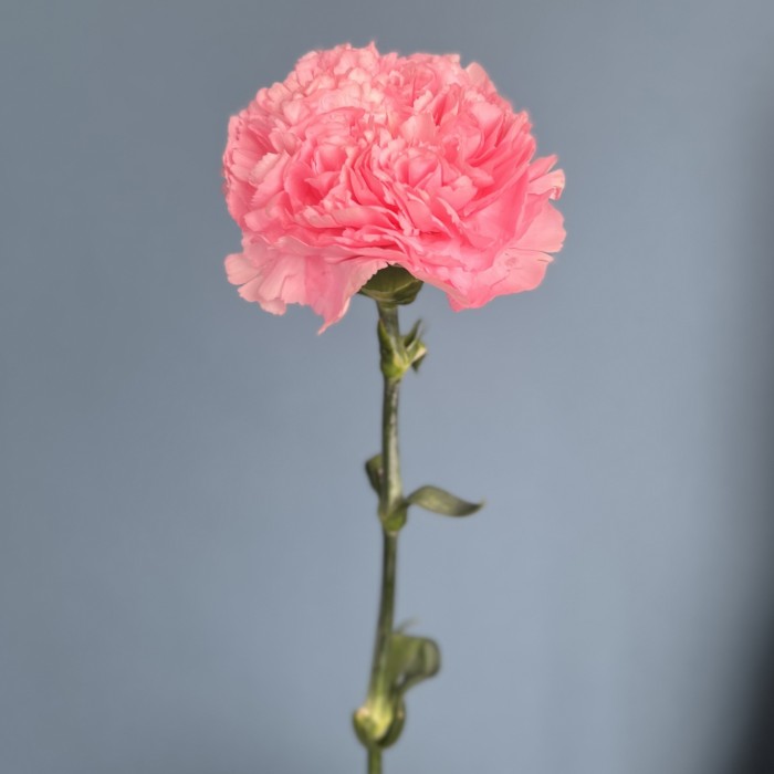 Гвоздика розовая (Pink Pomerosa)