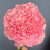 Гвоздика розовая (Pink Pomerosa)