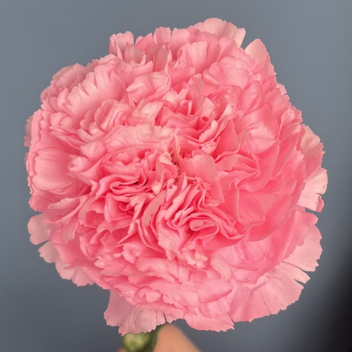 Гвоздика розовая (Pink Pomerosa)