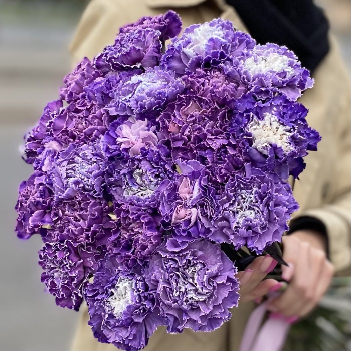 Гвоздика фиолетовая Вайт Перпл Молли