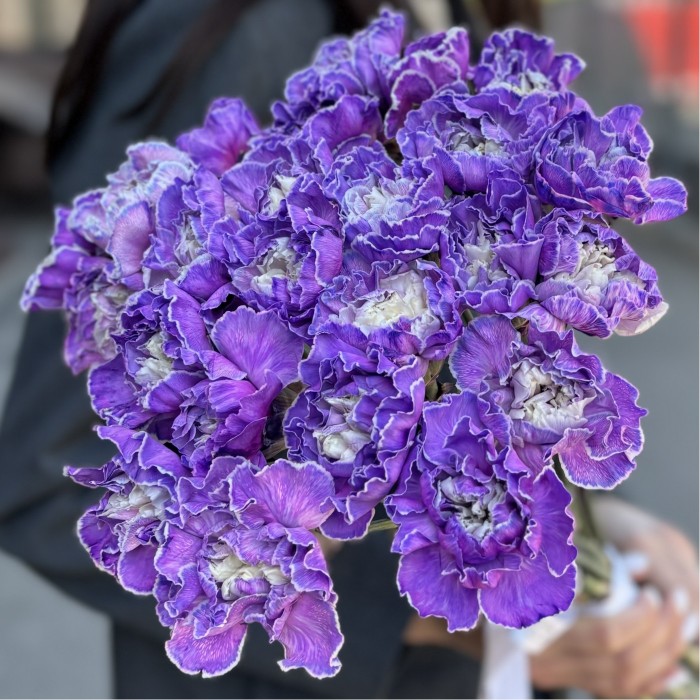 Гвоздика фиолетовая Вайт Перпл Молли