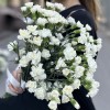 Гвоздика кустовая белая