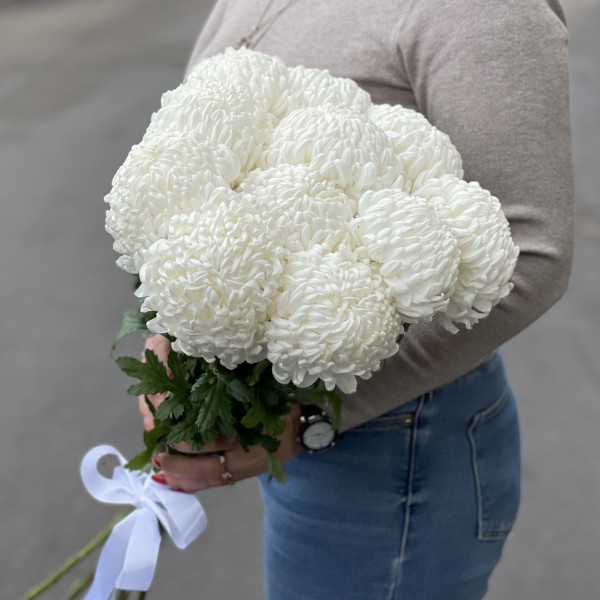 Хризантема белая