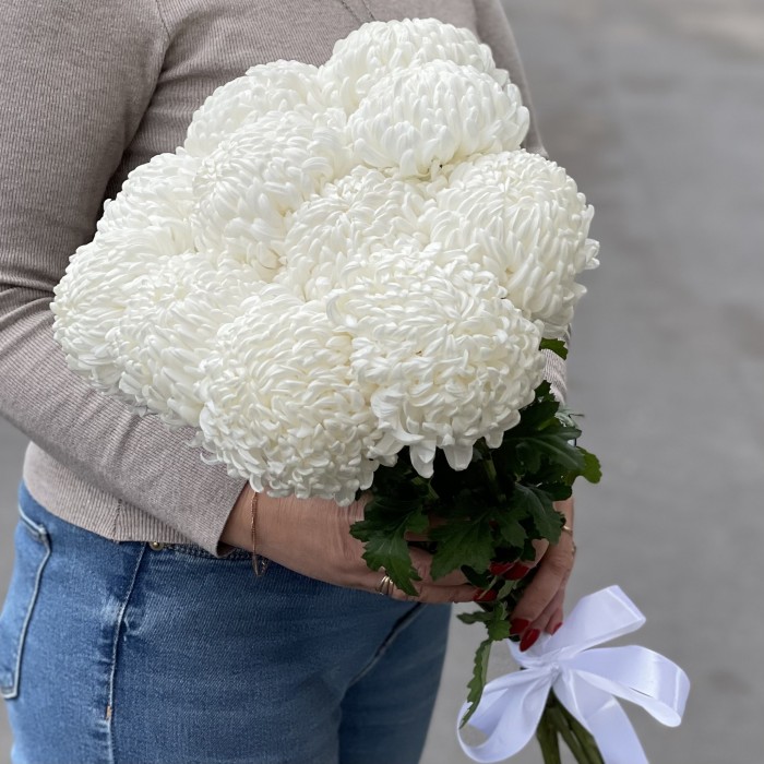 Хризантема белая