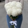 Хризантема белая