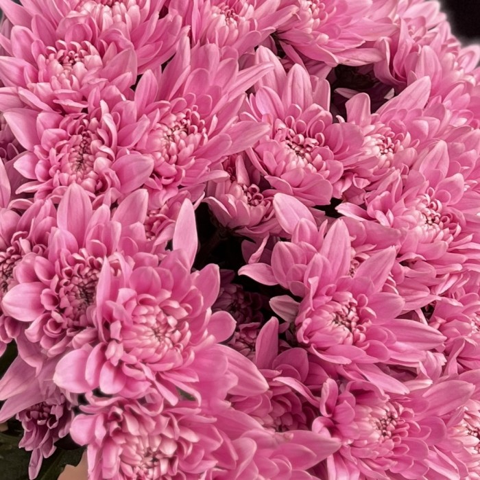 Хризантема кустовая Розовая