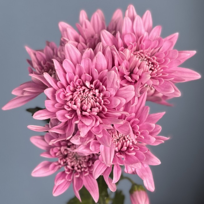 Хризантема кустовая Розовая