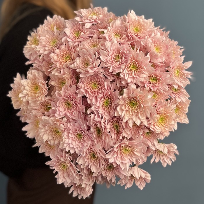Хризантема кустовая Светло-Розовая