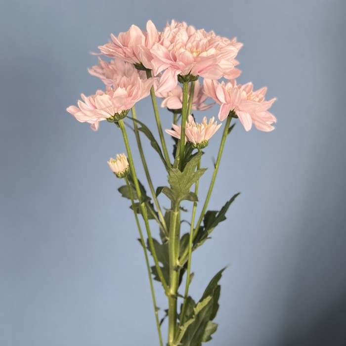 Хризантема кустовая Светло-Розовая