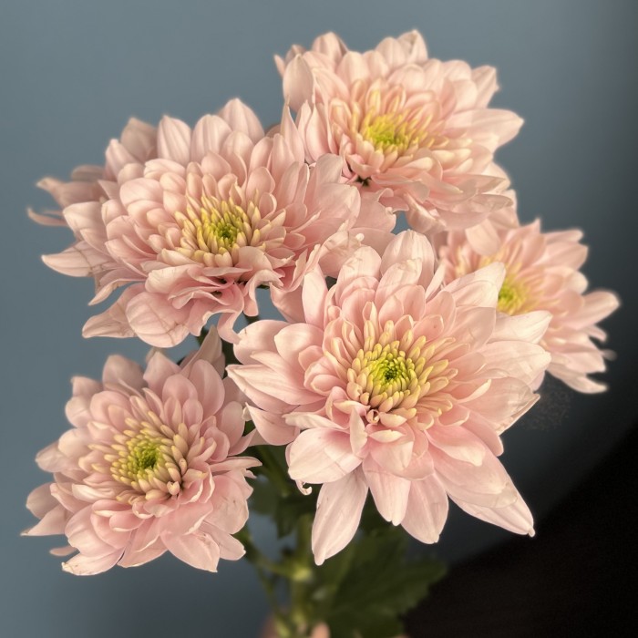 Хризантема кустовая Светло-Розовая