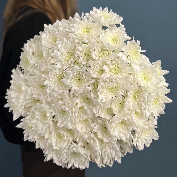 Хризантема кустовая белая