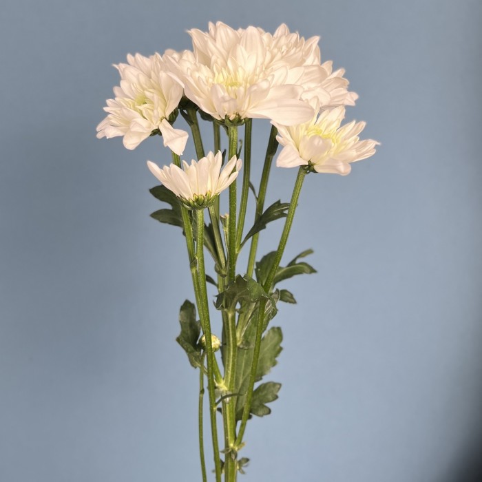 Хризантема кустовая белая