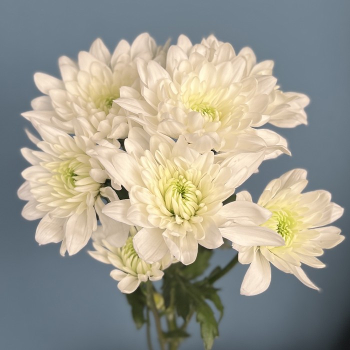 Хризантема кустовая белая