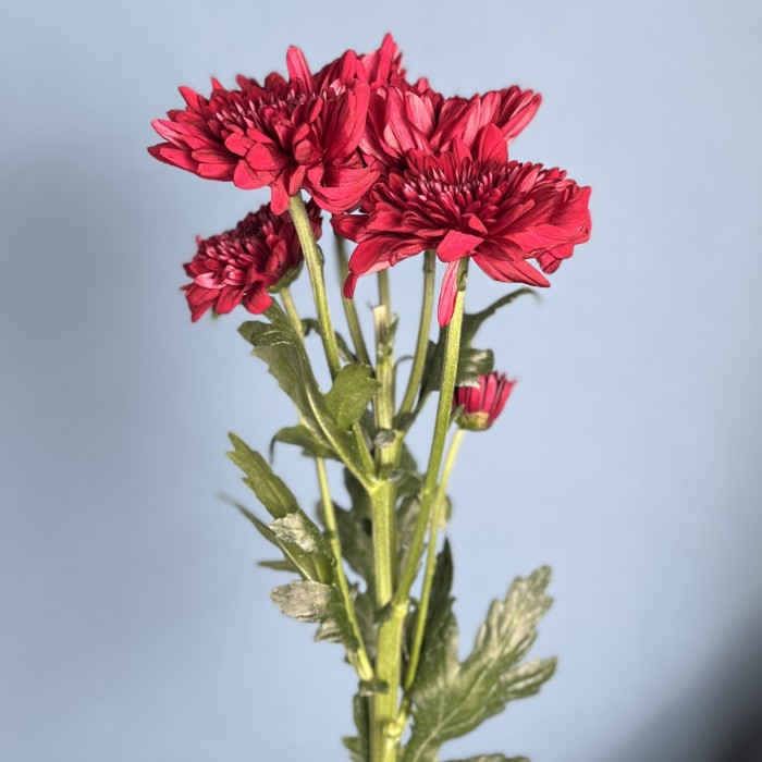 Хризантема кустовая красная