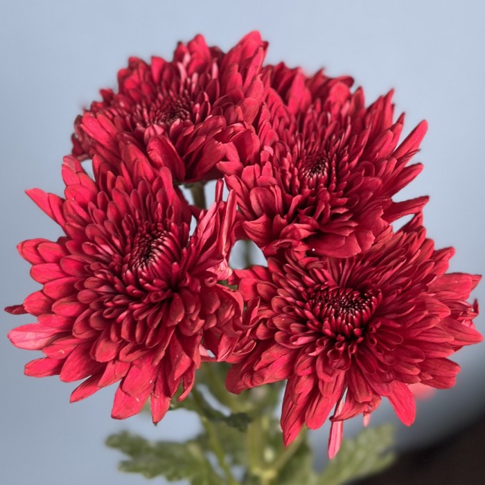 Хризантема кустовая красная