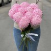 Хризантема розовая