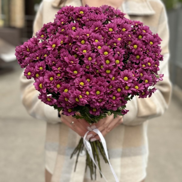 Хризантема Сантини малиновая