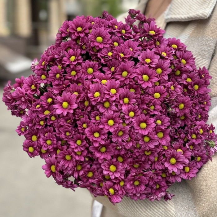 Хризантема Сантини малиновая