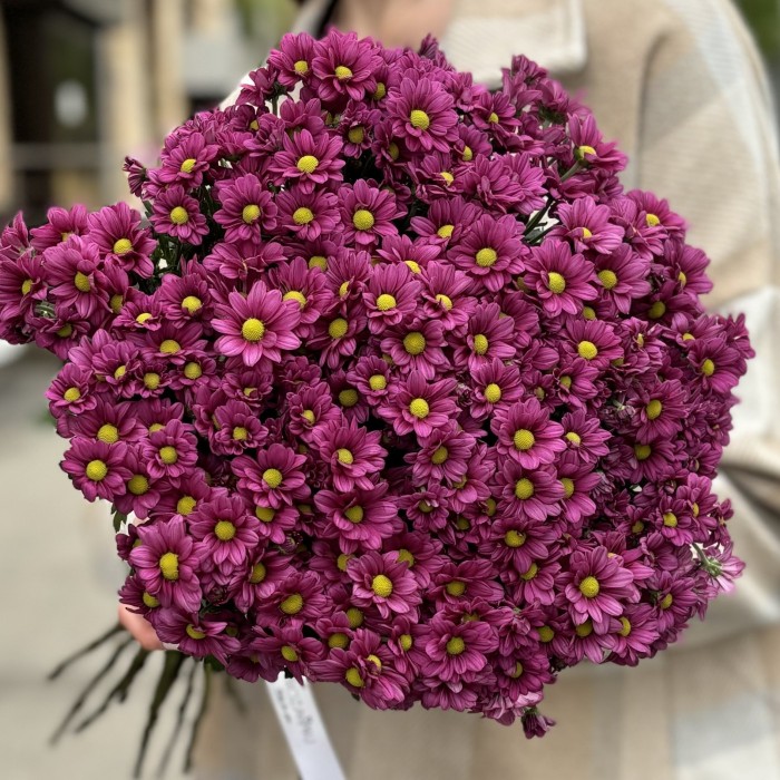 Хризантема Сантини малиновая