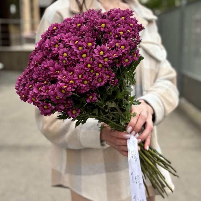 Хризантема Сантини малиновая