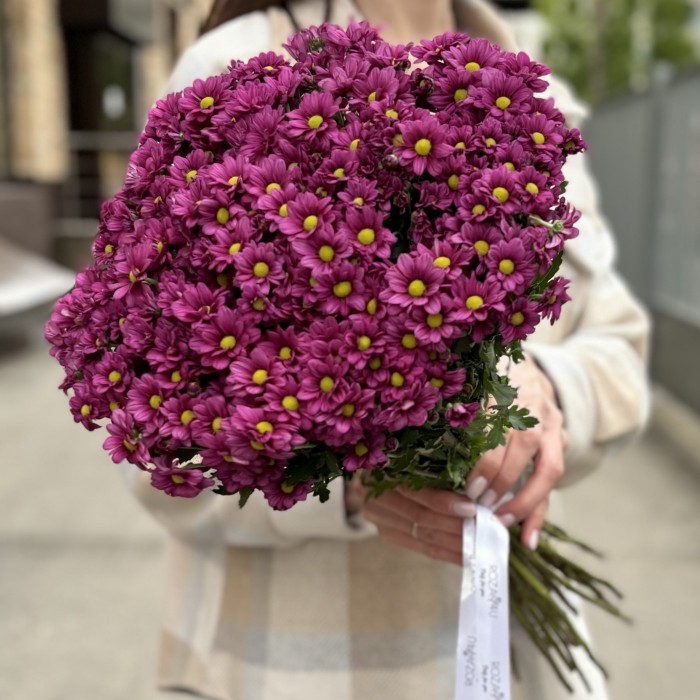 Хризантема Сантини малиновая