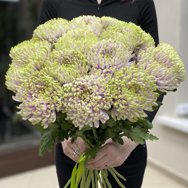 Хризантема Сиренево-зелёная Зембла