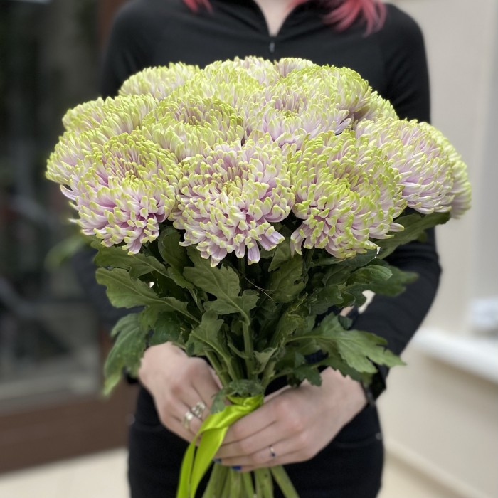 Хризантема Сиренево-зелёная Зембла