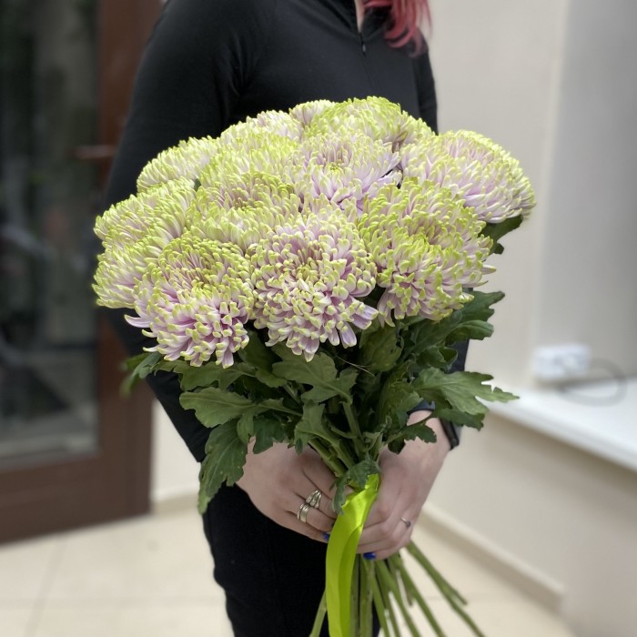 Хризантема Сиренево-зелёная Зембла