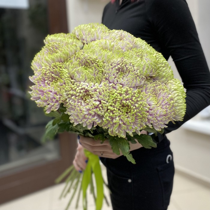 Хризантема Сиренево-зелёная Зембла