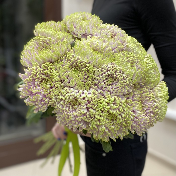 Хризантема Сиренево-зелёная Зембла