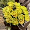 Хризантема  зелено-оранжевая Россано Элизабет
