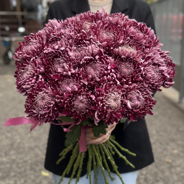 Хризантема фиолетовая