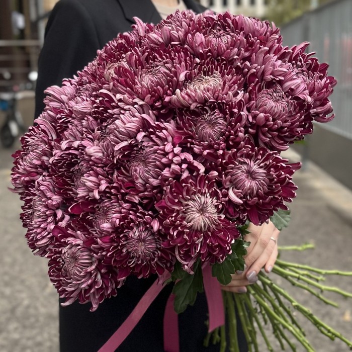 Хризантема фиолетовая