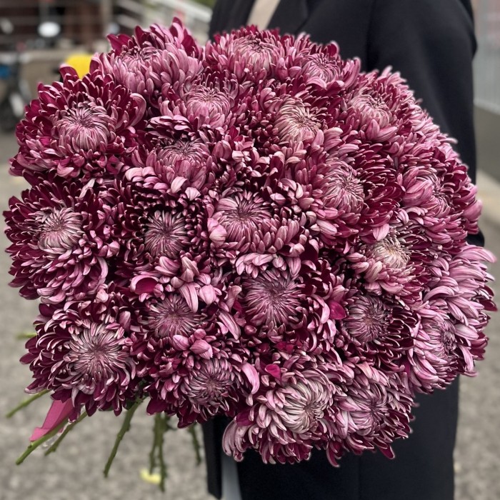 Хризантема фиолетовая