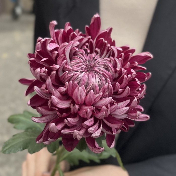 Хризантема фиолетовая