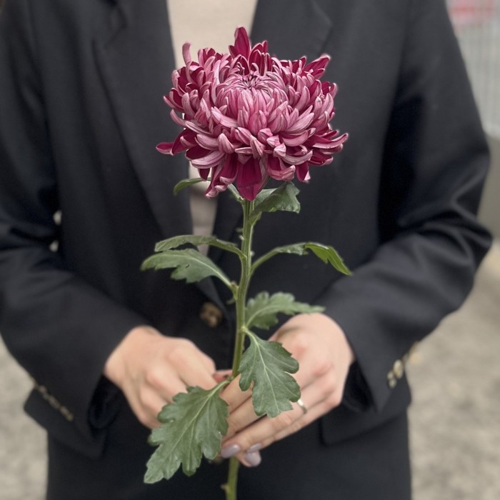 Хризантема фиолетовая