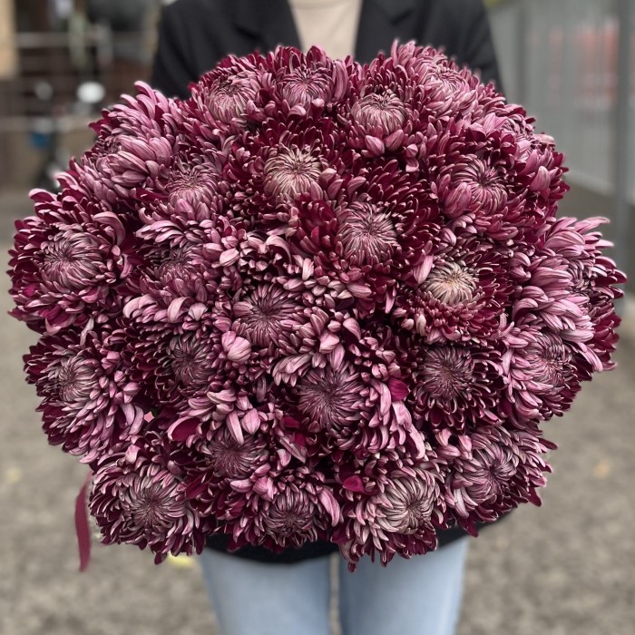 Хризантема фиолетовая