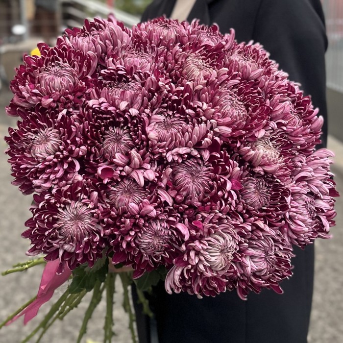 Хризантема фиолетовая