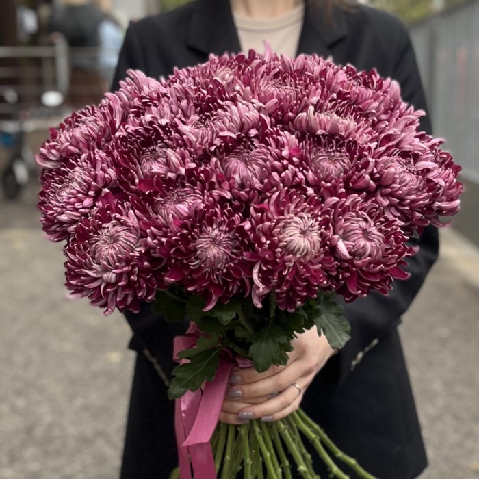 Хризантема фиолетовая