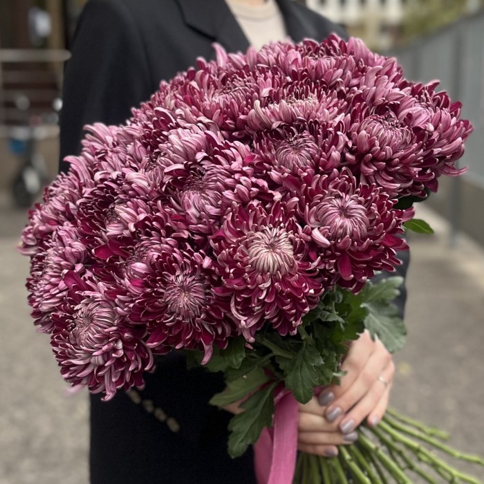 Хризантема фиолетовая