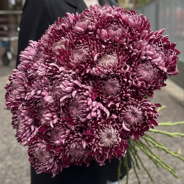 Хризантема фиолетовая