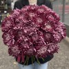 Хризантема фиолетовая