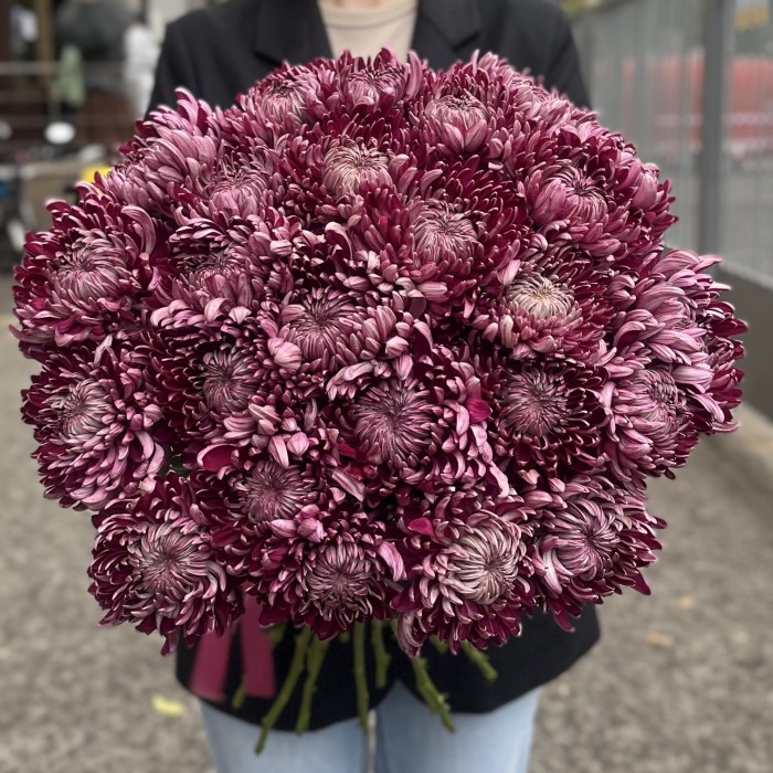 Хризантема фиолетовая