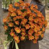 Хризантема кустовая оранжевая Спейс Эйдж