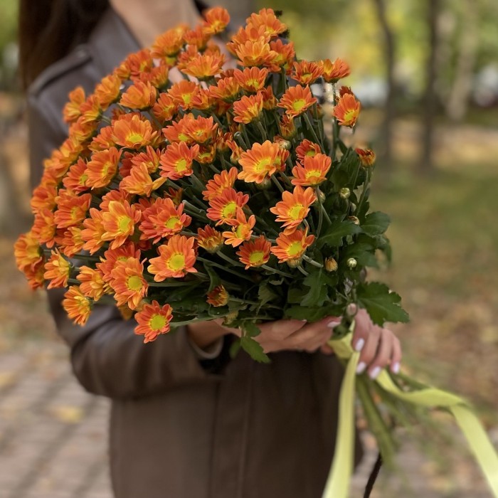 Хризантема кустовая оранжевая Спейс Эйдж