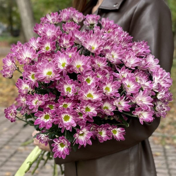 Хризантема кустовая бело-фиолетовая  Флейрстар