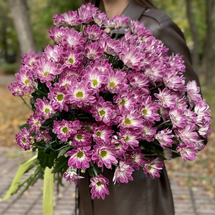 Хризантема кустовая бело-фиолетовая  Флейрстар