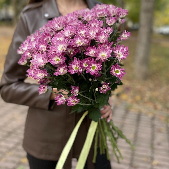 Хризантема кустовая бело-фиолетовая  Флейрстар