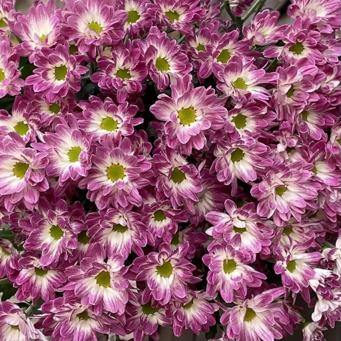 Хризантема кустовая бело-фиолетовая  Флейрстар