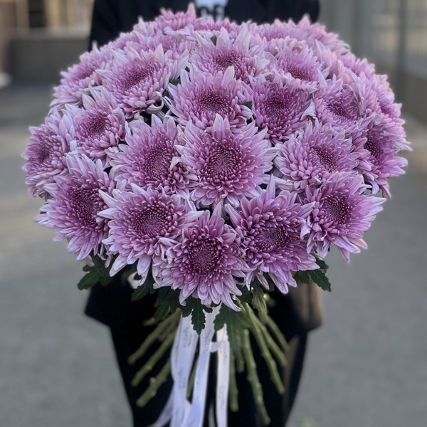 Хризантема сиреневая